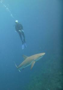 Mergulhando junto com tubarões em Providencia, ilha colombiana no Caribe